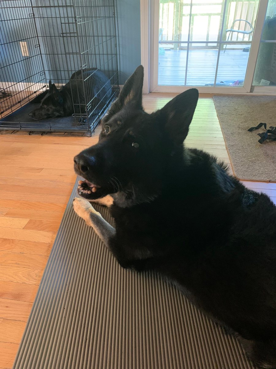 Blitz decided to help me with my yoga this morning! I need a bigger mat!
#yoga #relaxation #selflove #doggoshelp