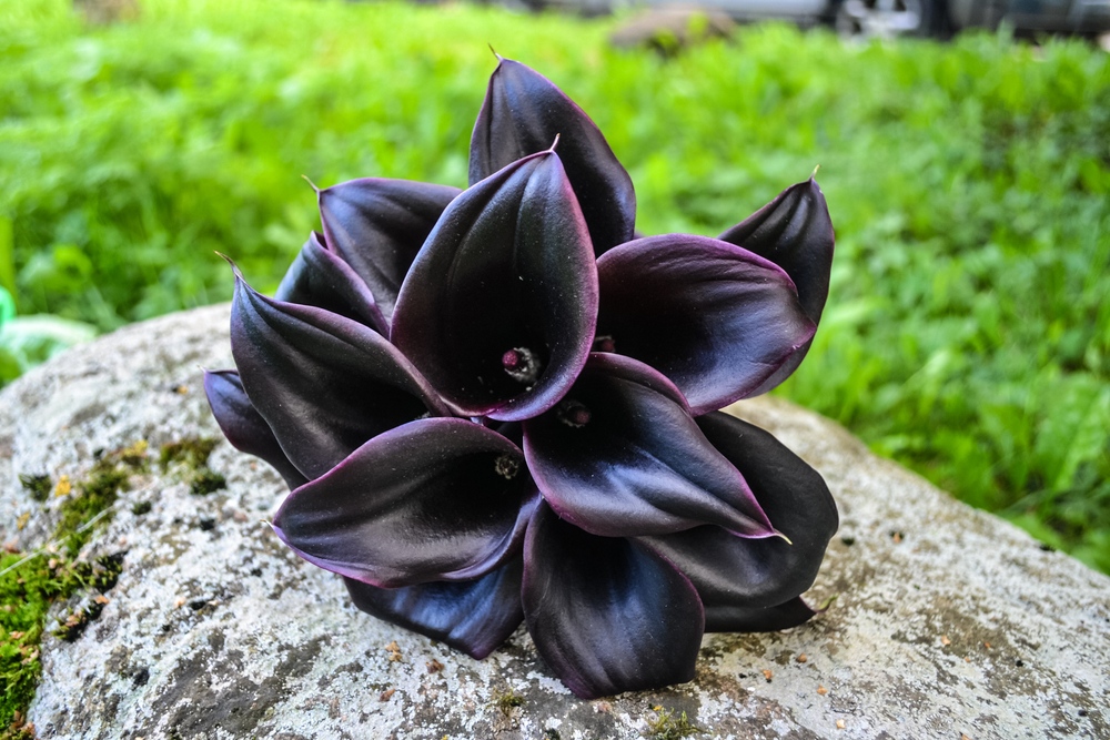 MyStart_com's tweet photo. Beautiful bouquet of black calla. People give black calla lily flowers when they want to convey the idea of mystery and elegance.🖤
#bouquet #flowers #flower #wedding #spring #style #weddingflowers #masterflorist #mystartnewab #black https://t.co/Wmz9eNkx3l