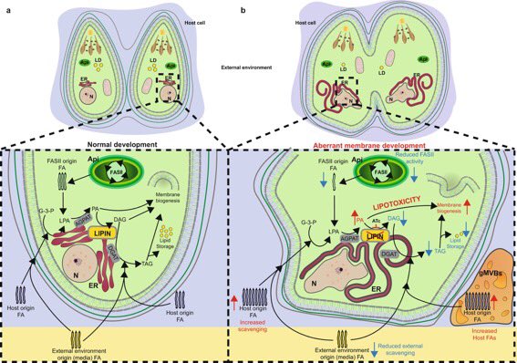 Serenashun's tweet photo. I will be presenting on how we are trying to unravel the mysteries of the lipid scavengome of #toxo #parasites tomorrow at #ParaFest2021 #2021Parasitravaganza session 6 (presentation 205) at 15:00 AUST! Hope to see you there! @ApicoLipid @AS_Para https://t.co/RpS3XGcUnI https://t.co/IFiAYV9d8f
