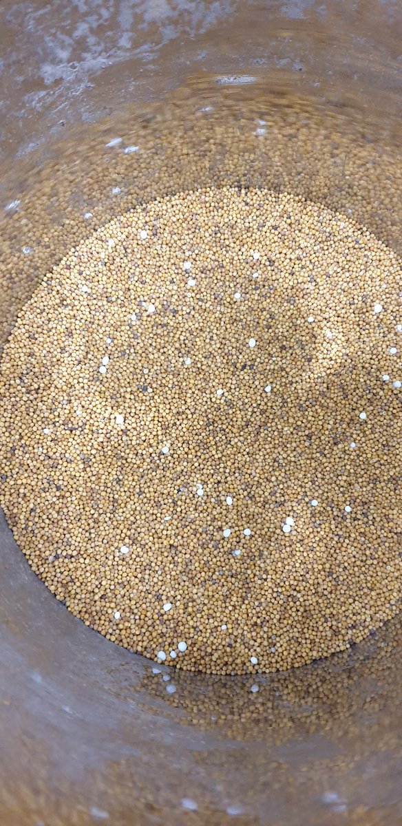 amvt_llc's tweet photo. How about taking fertiliser out of mustard?!
With the mustard at roughly 18% impurity (fertiliser &amp; buckwheat), it took two passes to be perfect. https://t.co/EGtNUcJAkV