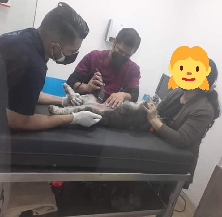 monokonplatillo's tweet photo. Qiero denunciar a la @MuniSanMiguelPE q hasta el sol d hoy no se hace presente x la desgracia q le causo a mi perrita kira, su trabajador HENRY SALIRROSAS SÁNCHEZ con dni 18040515,q el dia domingo le paso la camioneta Pick-Up de serenazgo d la municipalidad(placa EUE-091)@munaype https://t.co/3bvnEaHHxz
