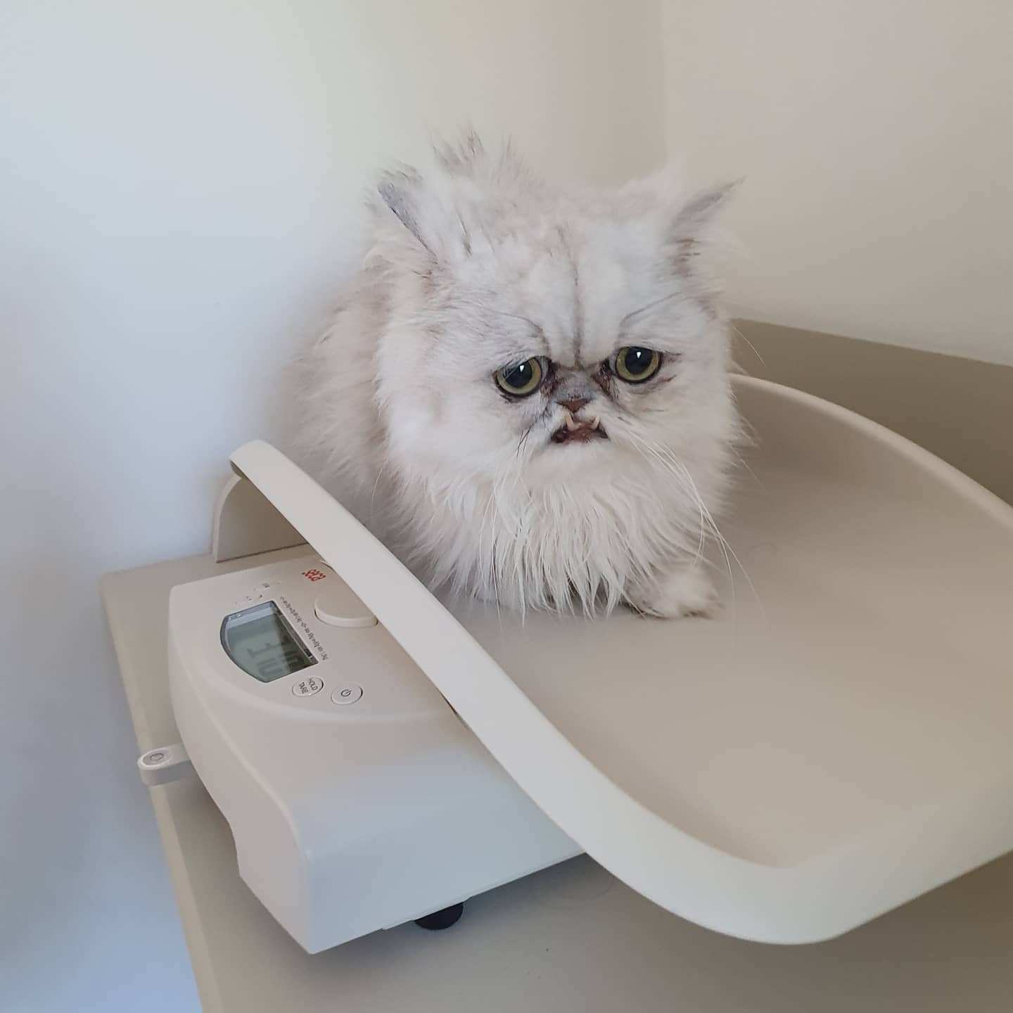 Кот уилфред