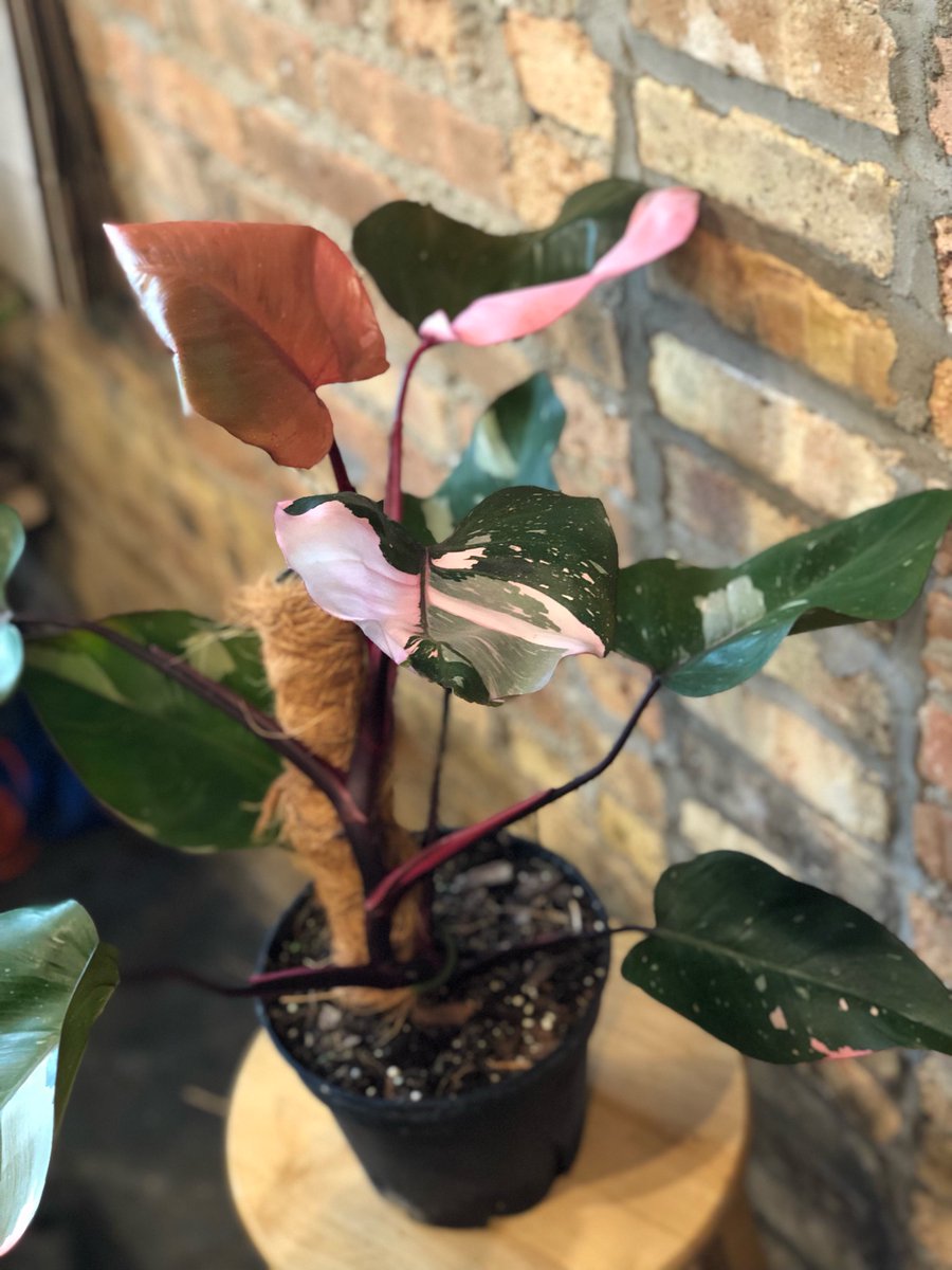 We teased it and here it is. Philodendron Pink Princess. We have 6 8” pots on a totem for $500. First come, first served. Pick or local delivery. 

We also got a lot of other cool stuff like new peperomia varieties! We may not have paid influencers here but we have cool plants!