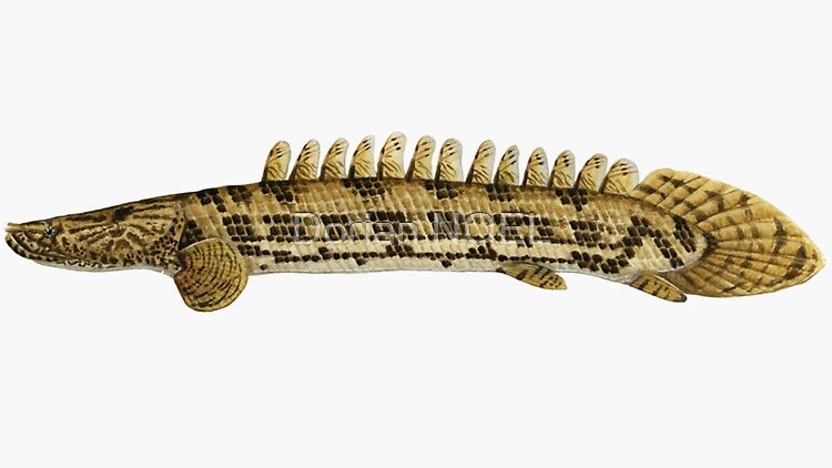 FishInTheNews's tweet photo. These are fun, #Bichir (#Polypteridae) kiss-cut stickers! Seventeen species to choose from, ranging from 10.2cm to 35.6cm in length.
Get them here: https://t.co/FQXRi1nS0v
#PrimitiveFishes #livingfossils #Polypeturus https://t.co/QAIKuLTuBW