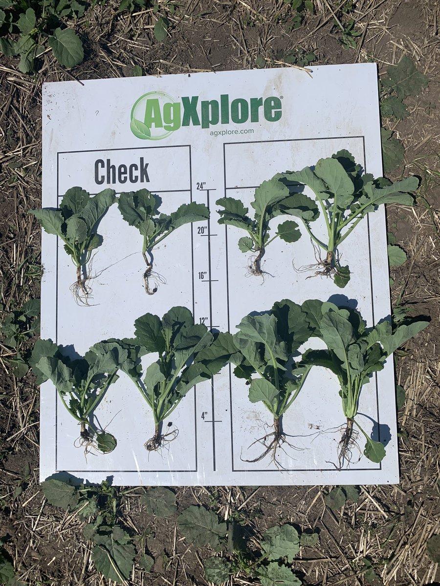 Regular phosphate vs premiere pak advanced! Premiere Pak Advanced was seeded two days after the check! We’re more advanced, healthier looking and better root system!@lakecountrycoop <a href="/agxploreca/">AgXplore Team Canada</a>