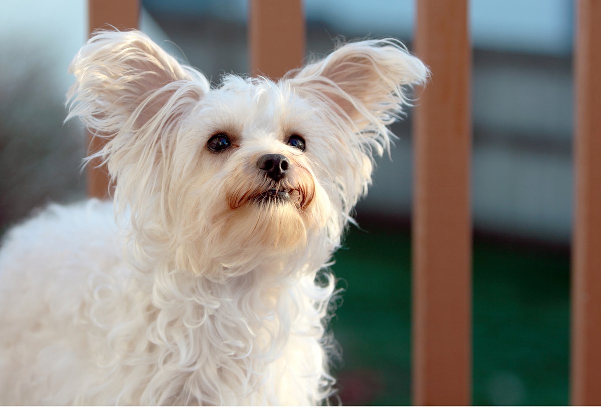 HearingAdvanced's tweet image. Have you ever heard the expression “ears perked up”? A new study shows our #pets move their ears when listening intently; although less visible, so do human ears. Learn more here: bit.ly/3nmcKBn