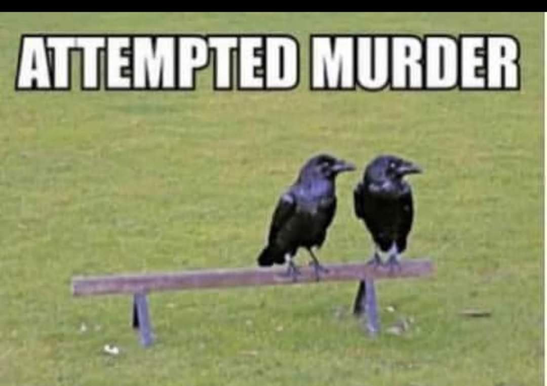 AFeyerbend's tweet image. 😂