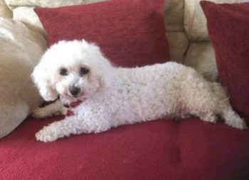 millypod1's tweet photo. 🆘20 JUNE 2021. MEGHAN #Lost #ScanMe #Tagged
OLDER White Bichon Frise Female
#StokeHill #Erlestoke #SalisburyPlain #Wiltshire #SN10
Very timid little dog, will need lots of encouragement to approach people😢
SIGHTINGS PLZ ☎️07812458772/ 07966341390
https://t.co/3PwN3rDwJ8 https://t.co/mN5bjIbsVT
