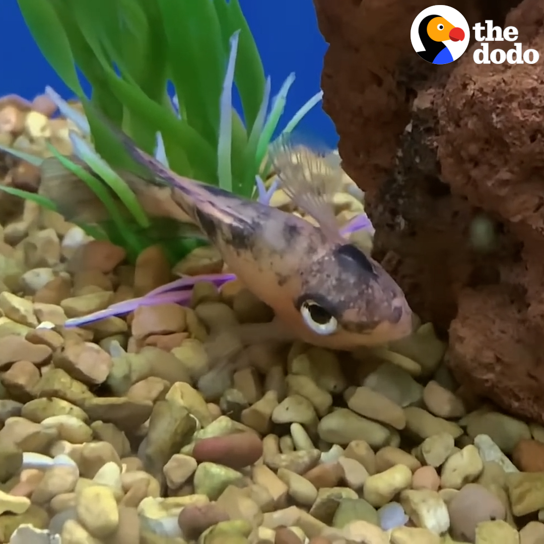 The Dodo on Twitter "Guy sees a dying fish at the pet store and brings