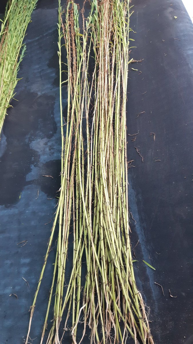 Verticilium reeds vroeg zichtbaar in #vezelvlas
Symptômes de verticilliose déjà visible dans #llin fibre.
@InagroBeitem 
#pathoflax
<a href="/YFlodrops/">Yann Flodrops</a>