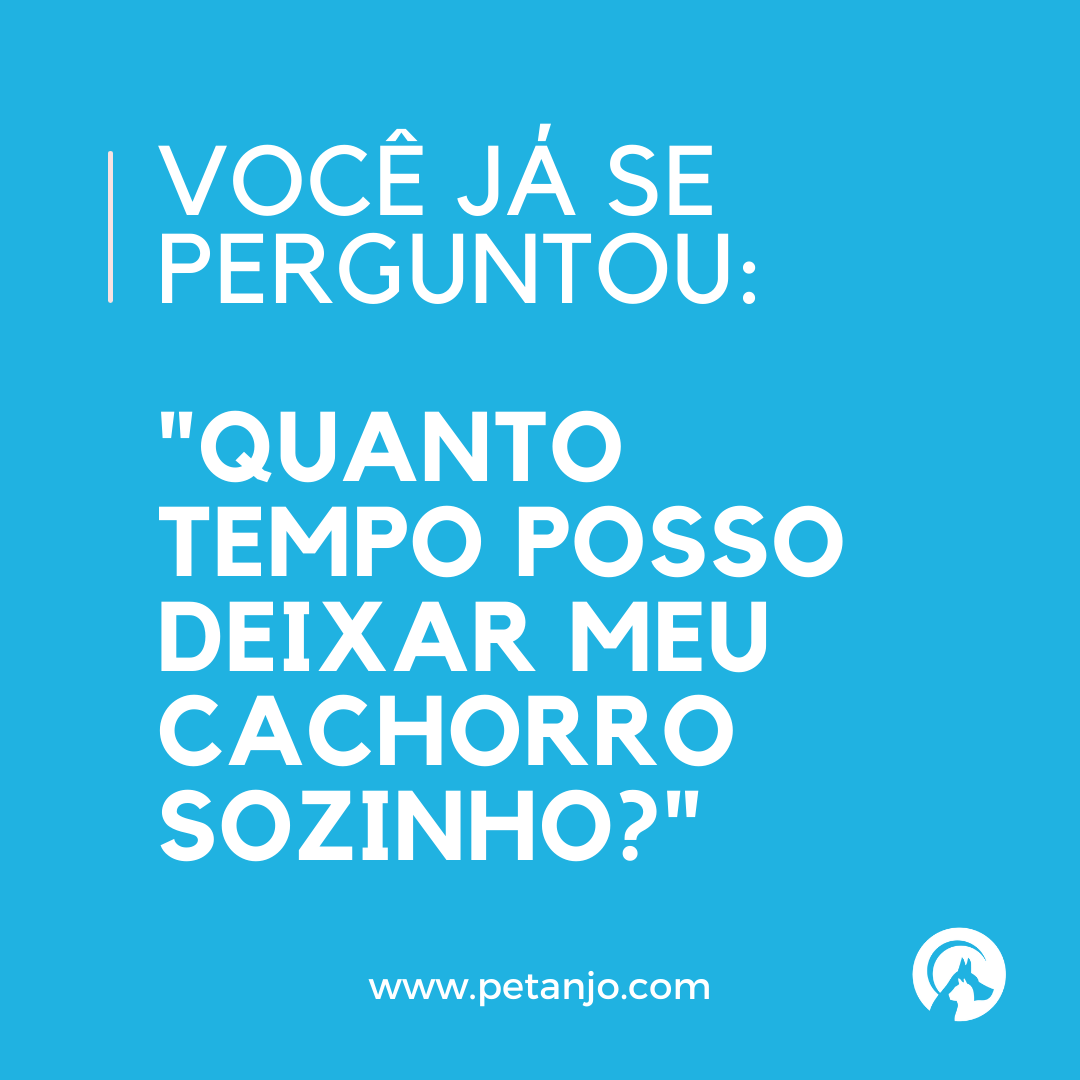 Pet_Anjo's tweet photo. ➡️  Confira agora em nosso blog: https://t.co/VnCpHpHW15 https://t.co/LkhV6L84l0