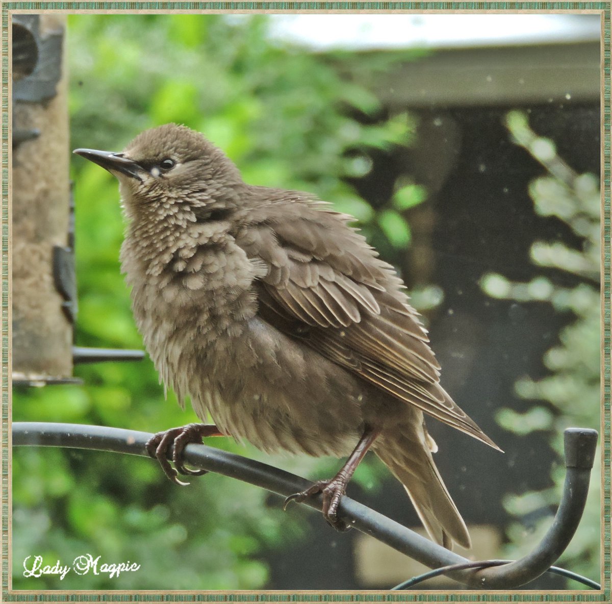 Feed me, I'm getting thin, COUGH.