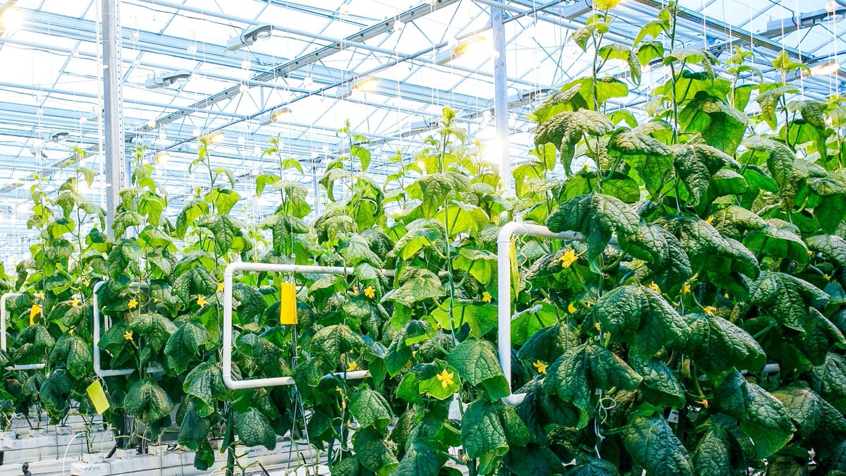 What a great day to pick some fresh cucumbers!🥒

#FreshProduce #GreenhouseGrown #Greenhouse #CanadianAgriculture #Cucumber
