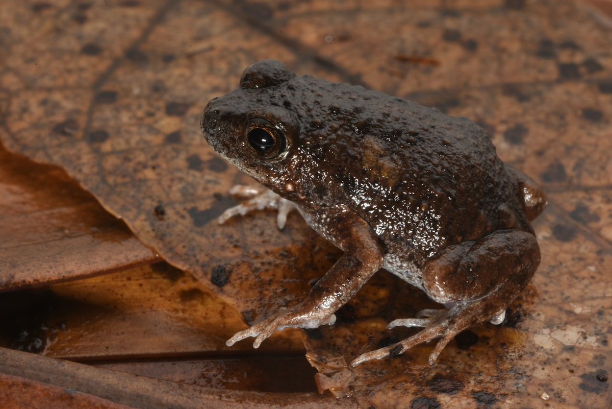 Jodi Rowley tweet media