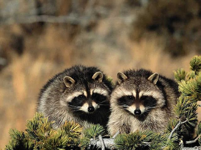raccoonhourly's tweet photo. https://t.co/iXTpvOyBxe