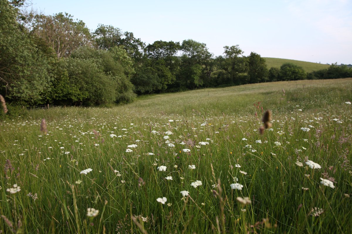 Great day doing baseline surveys at Mapperton. Nationally scarce Western Bee-fly, abundant Corky-fruited Water-dropwort, Banded General (soldier fly), Keeled Skimmer (locally scarce) &amp; 1st glimpse of the White Cattle. Next guided walk 27/6 (includes cake!) bit.ly/3gOOZjB