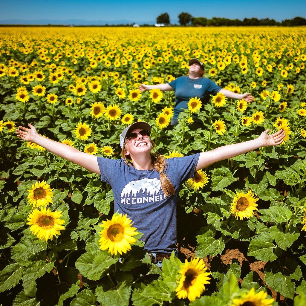 JasonHalley_CSU's tweet photo. Chico is welcoming summer with arms wide open! @chicostate #sunflower #UniversityFarm @ChicoStateAg https://t.co/sKJr3jztI1