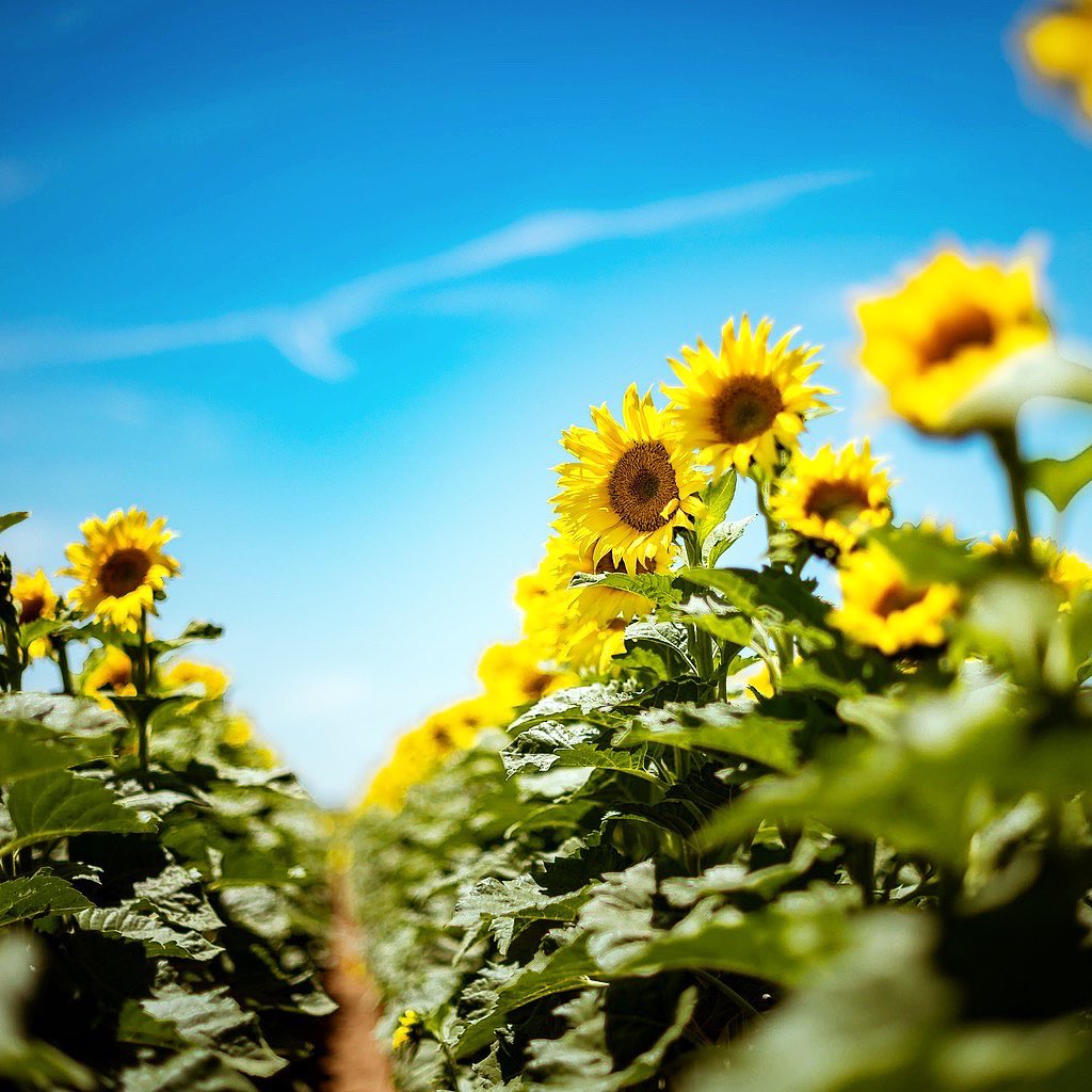 JasonHalley_CSU's tweet photo. Chico is welcoming summer with arms wide open! @chicostate #sunflower #UniversityFarm @ChicoStateAg https://t.co/sKJr3jztI1