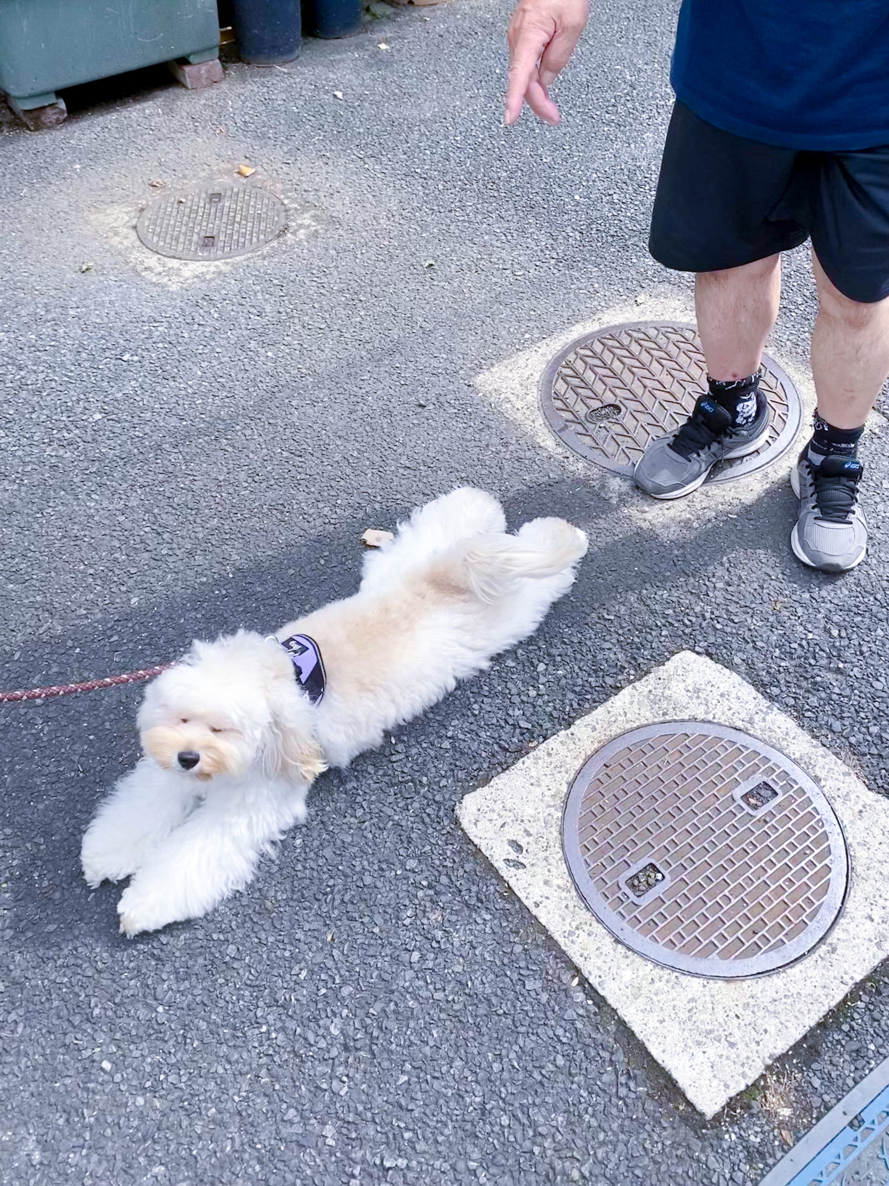 Inu Beer 近所の大好きなおっちゃんに会えて喜びのあまり重力に負ける犬 T Co Cag4dqdtgm Twitter