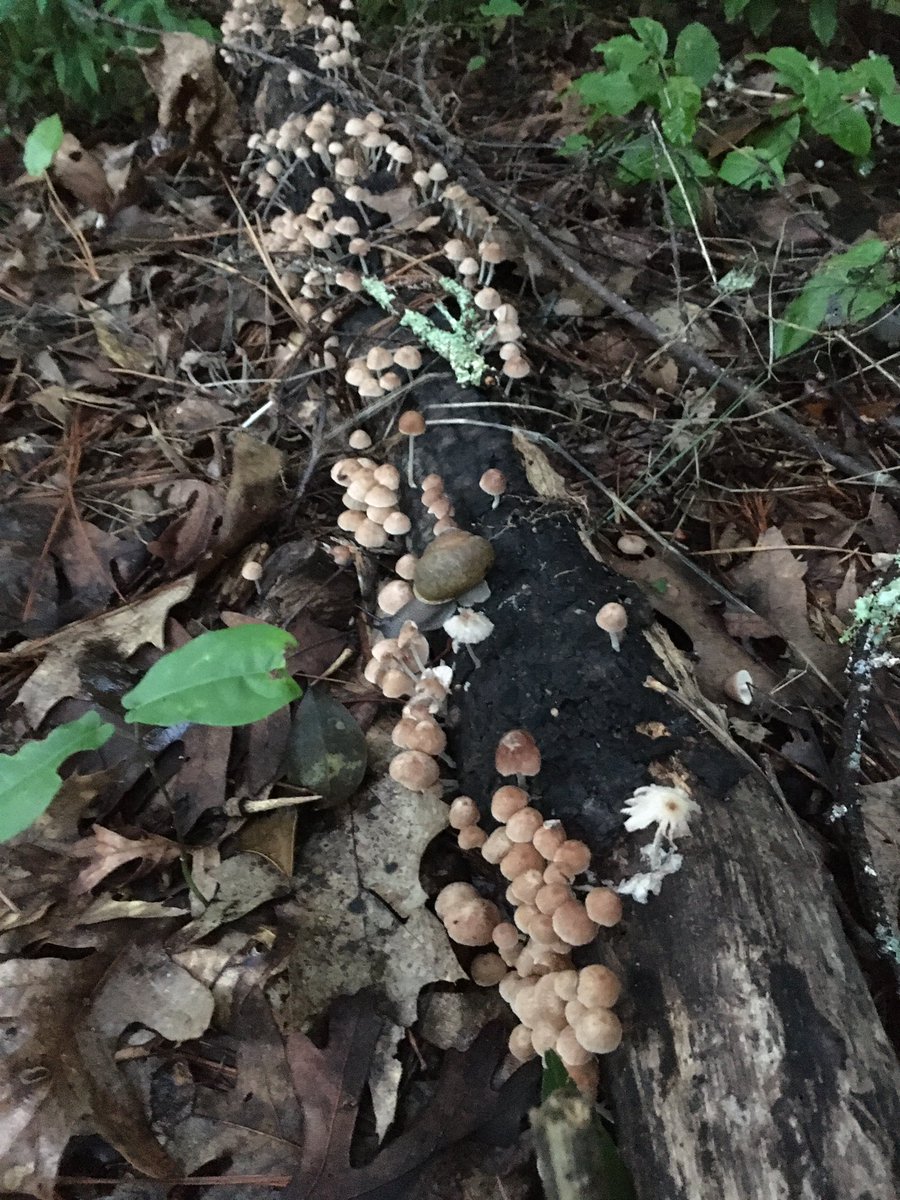 cmlasek's tweet photo. A forest of tiny mushrooms and a snail chilling on a fallen log https://t.co/zmbW0kpwzP
