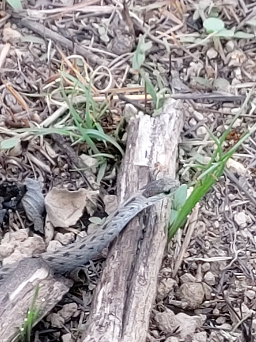 marcorogarcia's tweet photo. @colombiasnakes Hola soy de México,guadalajara jalisco ,podrían ayudarme con la identificación de este ejemplar? Gracias ,ssludos! https://t.co/0ucIh0xb4z