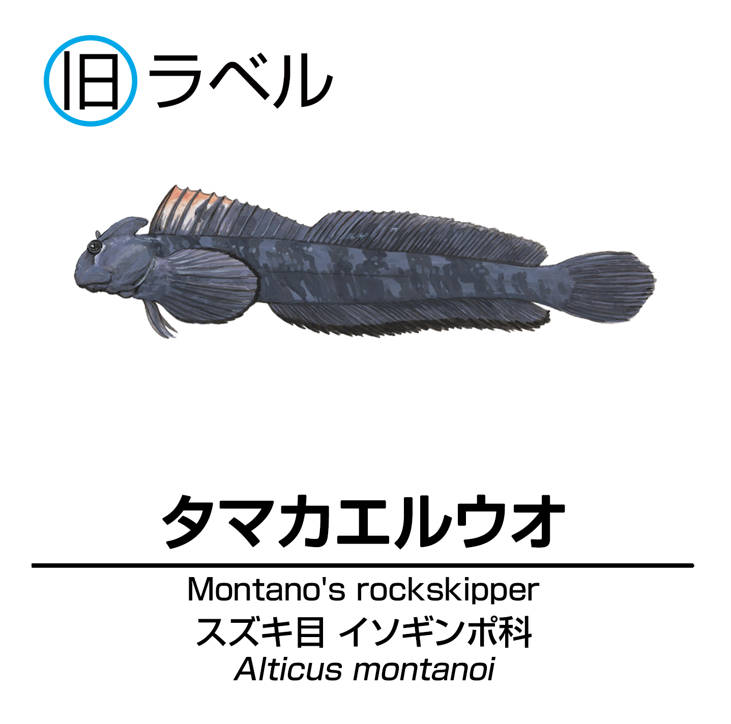 葛西臨海水族園 公式 実は これまでタマカエルウオという名前で呼ばれていた魚のうち 八丈島や小笠原諸島で見られる個体群が 別種のヤセタマカエルウオであると最近認められました 水族園の飼育個体を確認したところ ヤセタマカエルウオである 葛西臨海水族園 公式 実は これまでタマカエルウオという名前で呼ばれていた魚のうち 八丈島や小笠原諸島で見られる個体群が 別種のヤセタマカエルウオであると最近認められました 水族園の飼育個体を確認したところ ヤセタマカエルウオである
