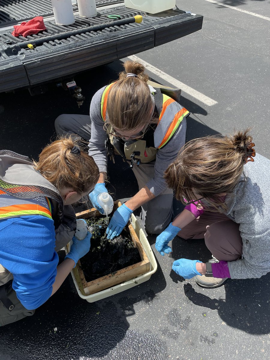 MississippiWMO's tweet image. Our staff is sampling macroinvertebrates at the Kasota Ponds! Macroinvertebrates are animals without a backbone that are large enough to be seen with the naked eye. We sample the Kasota Ponds every five years. (1/4)