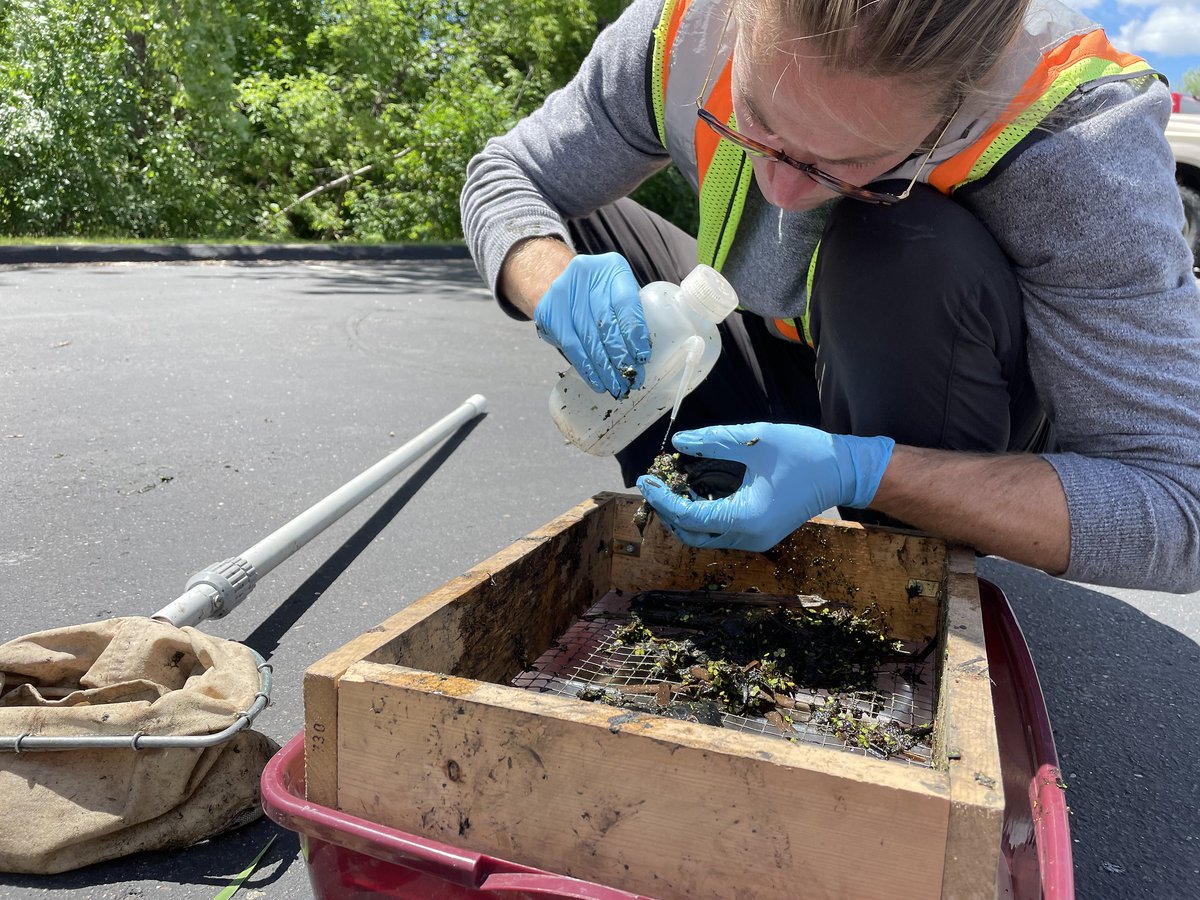MississippiWMO's tweet image. Our staff is sampling macroinvertebrates at the Kasota Ponds! Macroinvertebrates are animals without a backbone that are large enough to be seen with the naked eye. We sample the Kasota Ponds every five years. (1/4)