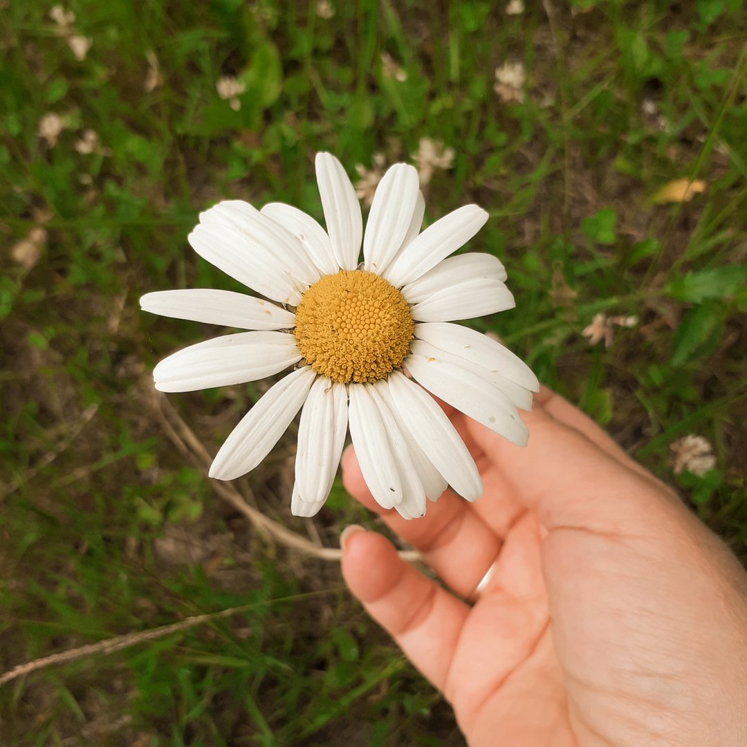 Elsker, elsker ikke..? 🌼

I følge gammel skikk kunne unge jenter plukke syv sorter blomster i kveld og legge under puta for å drømme om sin tilkommende.

Jeg gjorde det i fjor, single som jeg er, men den rike mannen jeg drømte om har ennå ikke manifestert seg i livet mitt