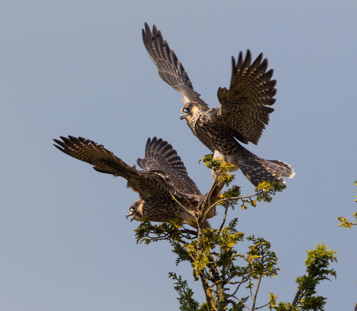 HugojWilson's tweet photo. Juvenile peregrines being juvenile peregrines! https://t.co/mreMdCMGrj