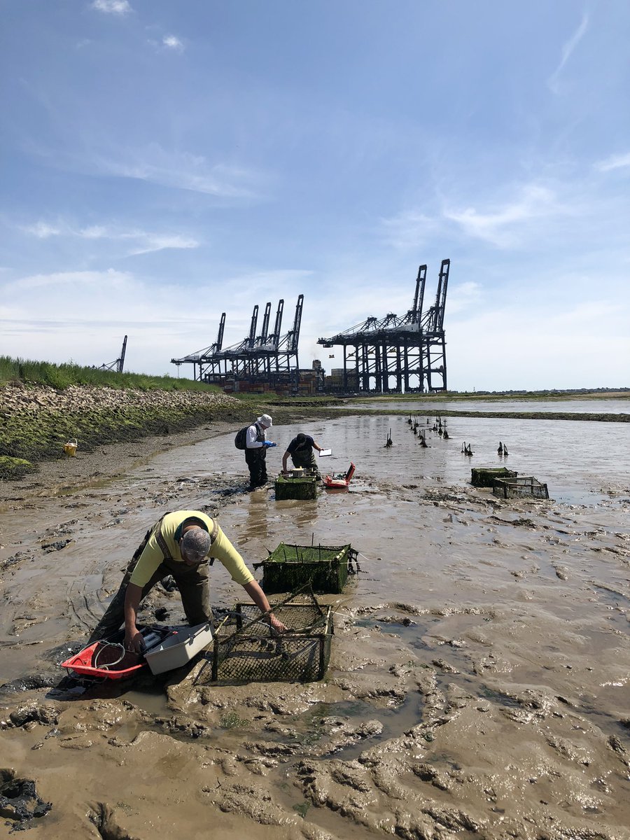 GJCUnderwood's tweet image. Lovely day sampling with @JamesBooty84 @ARIES_DTP. With Trevor Tolhurst, John Green:  6 month long experiment on impact of #shorebirds on #mudflat #biofilm #sediment properties @ResearchEssex @UEAResearch   at Trimley, Orwell #estuary, Suffolk.