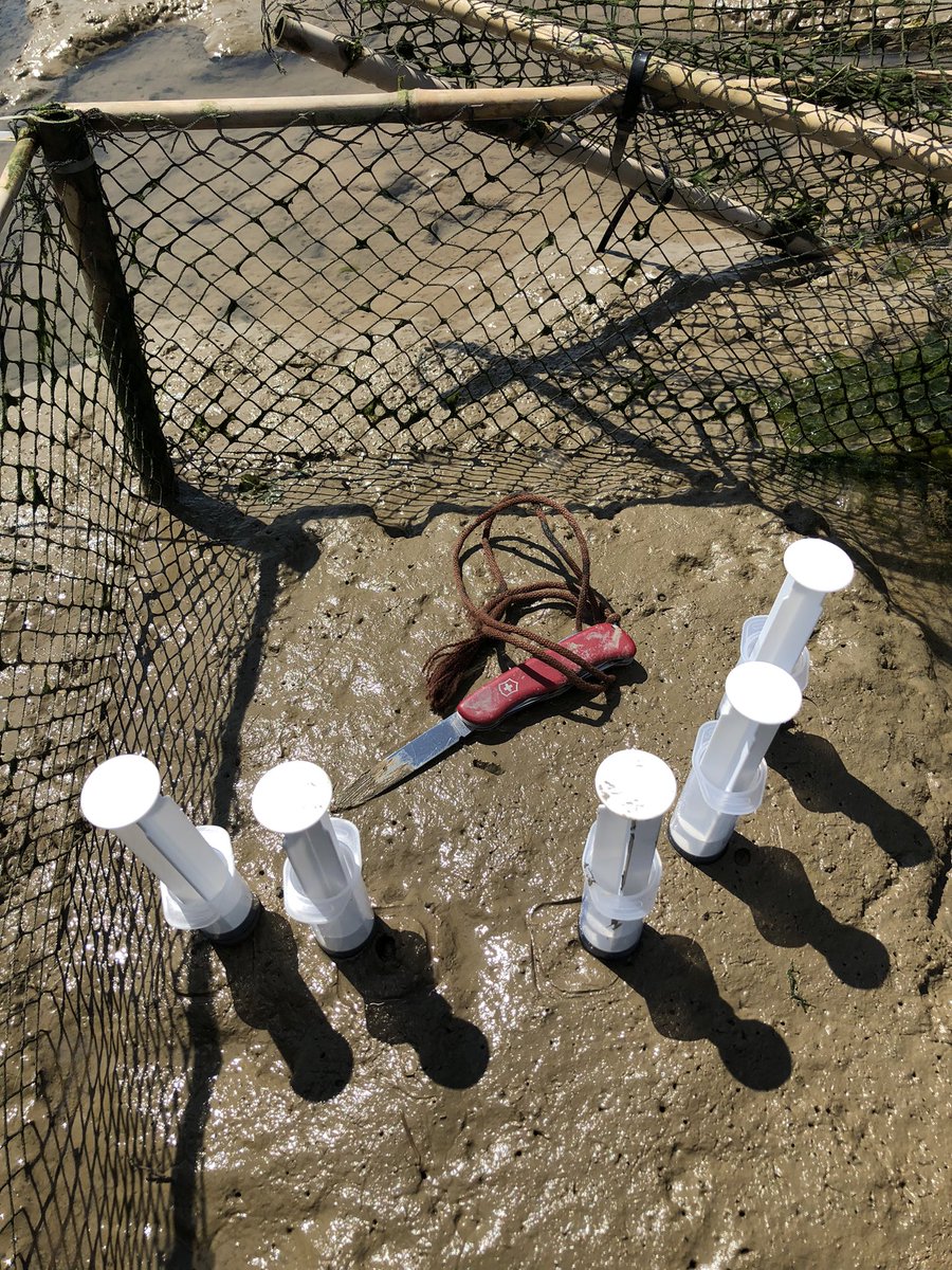 GJCUnderwood's tweet image. Lovely day sampling with @JamesBooty84 @ARIES_DTP. With Trevor Tolhurst, John Green:  6 month long experiment on impact of #shorebirds on #mudflat #biofilm #sediment properties @ResearchEssex @UEAResearch   at Trimley, Orwell #estuary, Suffolk.