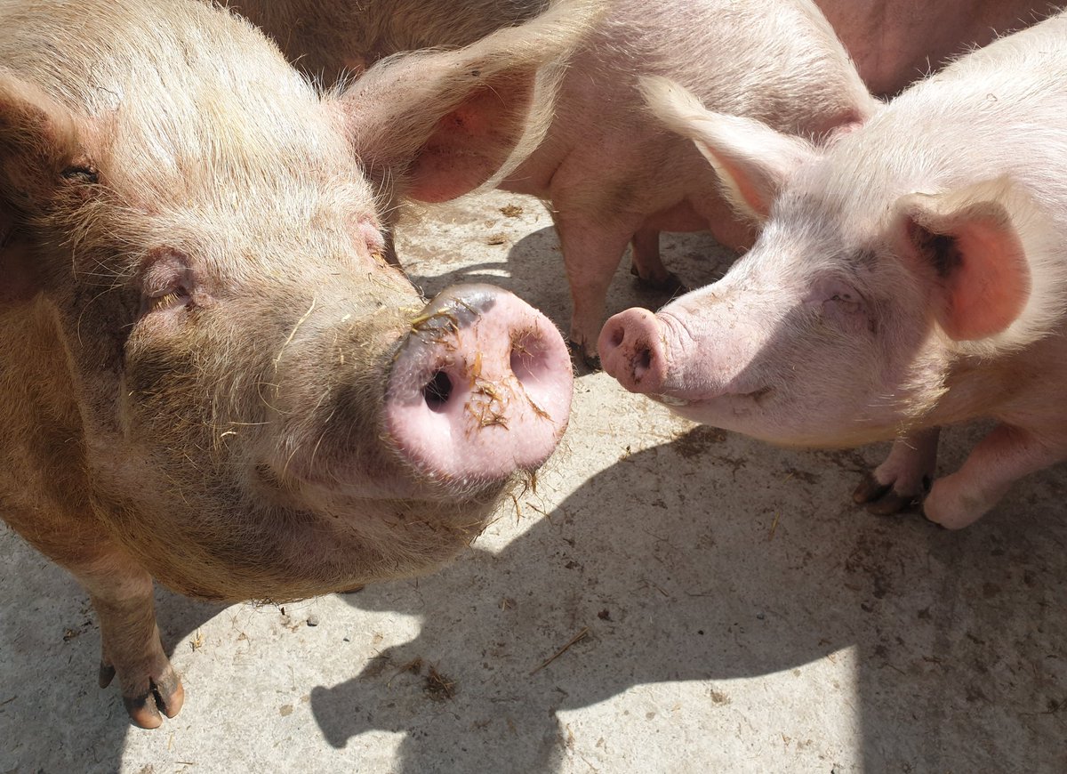 BTWsanctuary's tweet photo. Oink! Oink! It's #NationalPinkDay!
Every day is a day to celebrate our #pinkpals! ๐ท๐ท๐ท
Join us and be #pink all the time by becoming a #pigoneer! https://t.co/Ek2fRYI1eT
We have 91 beautiful rescued pigs. Each one is an individual. Help us give them a safe & secure future. https://t.co/XAvmAVdanp