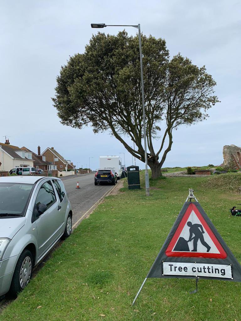 We carried out a crown raise on this Holme Oak in #Hunstanton today- you can’t tell here but the sea is directly behind the tree, merging into the sky!