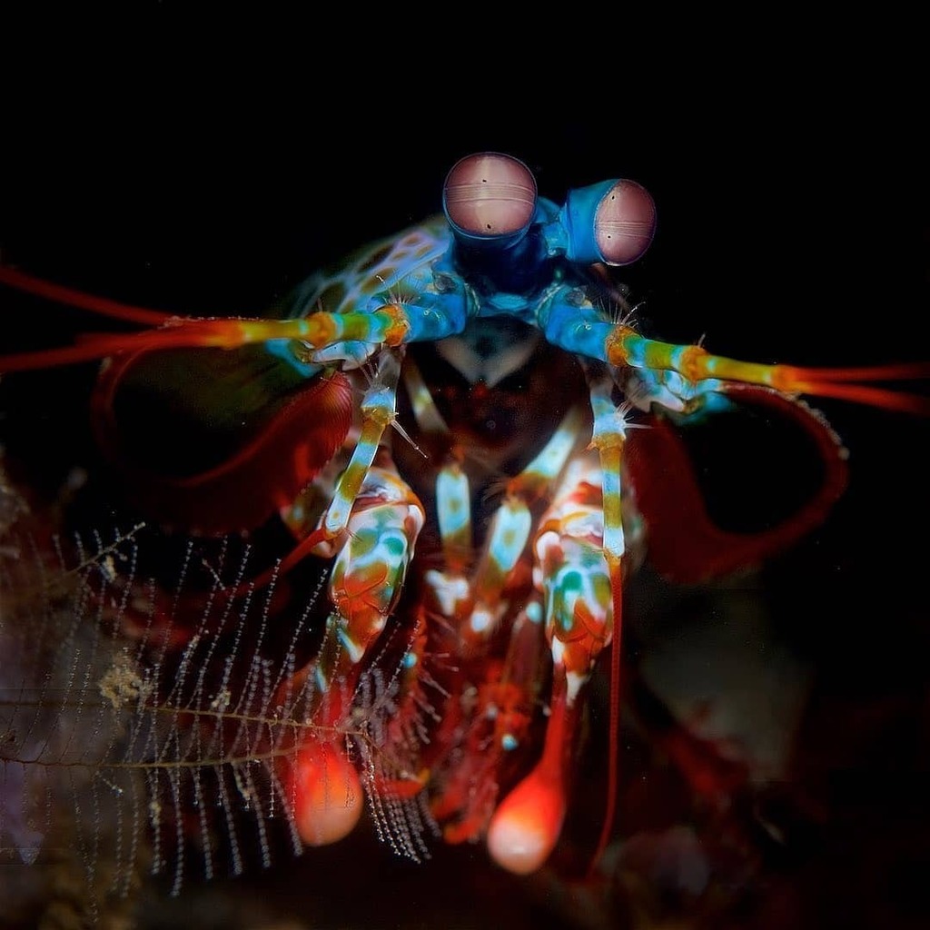 7SEASjewelrycom's tweet photo. Peacock Mantis shrimp 
AKA Harlequin mantis shrimp, Painted mantis shrimp, Clown mantis shrimp
.
An agile predator, it prefers gastropods, crustaceans, and bivalves, and will repeatedly deliver a punch until it cracks the  to the exoskeleton of its prey … https://t.co/X3S0k15zzb https://t.co/IKJCuEDFHb