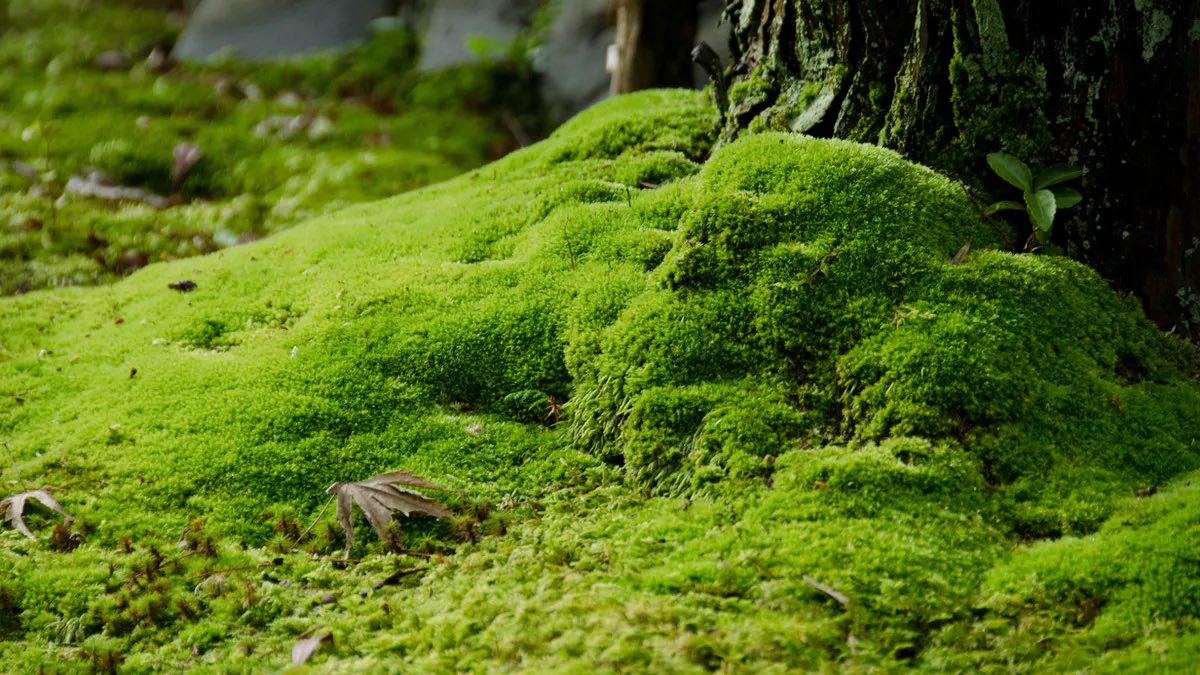 lexitweets219's tweet photo. y’all i gotta say it

i really fucking love moss https://t.co/Ocrl436hgt