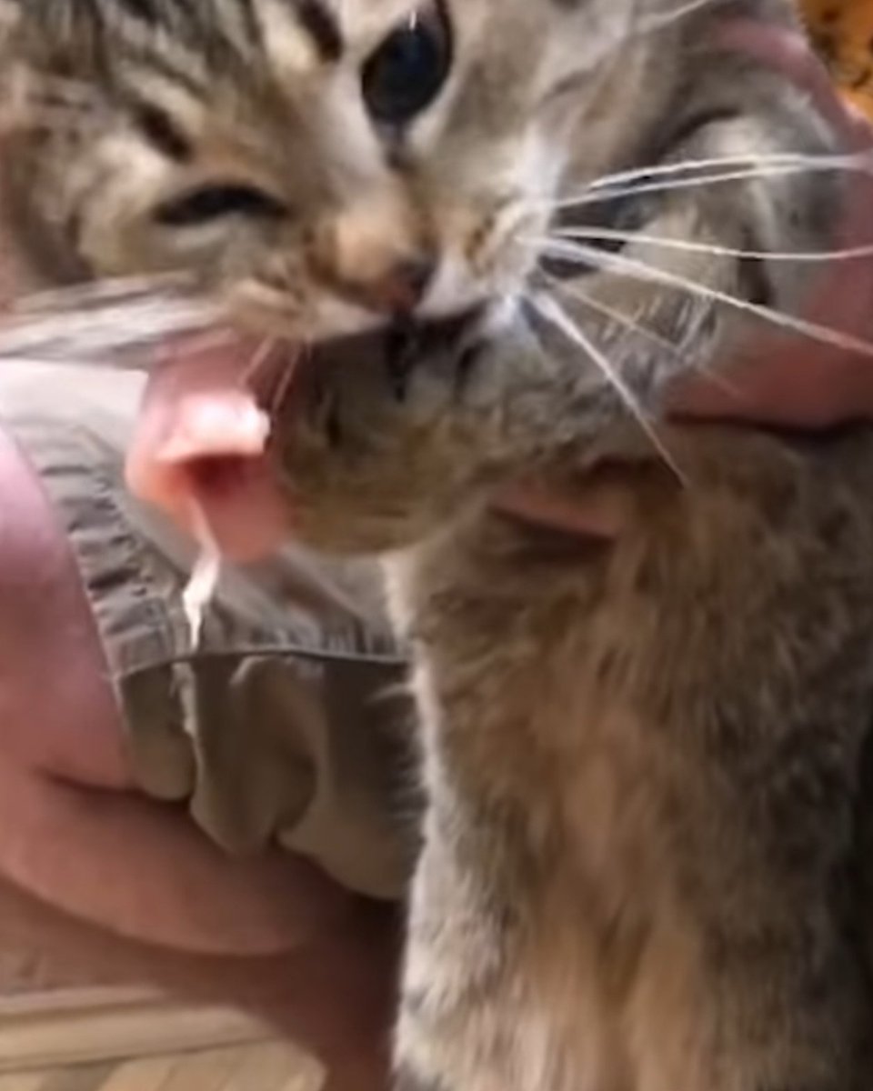 Sometimes, you just want to sit around and watch #cat videos

#Caturday #HumpDayMotivation