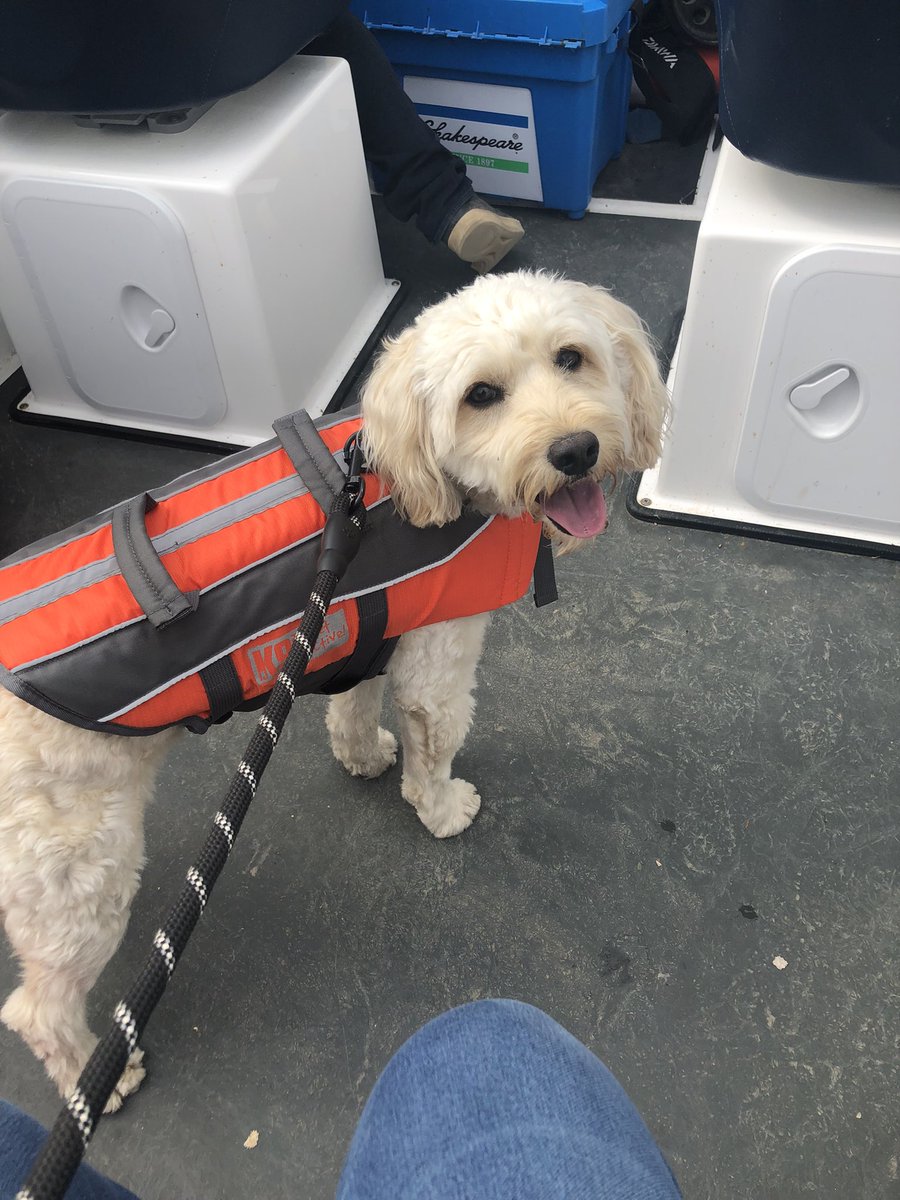Riley finding his sea legs today in Whitby #caninesailor #seadog #cockapoo