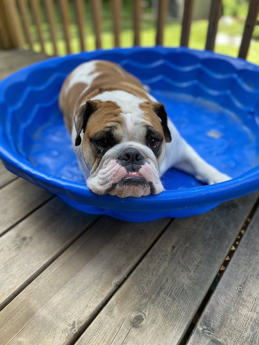 MrTruckBulldog's tweet photo. Think Dad will get the message?
#bulldogproblems #needsomewater #dogsoftwitter #englishbulldog https://t.co/YsOkB2hbZH