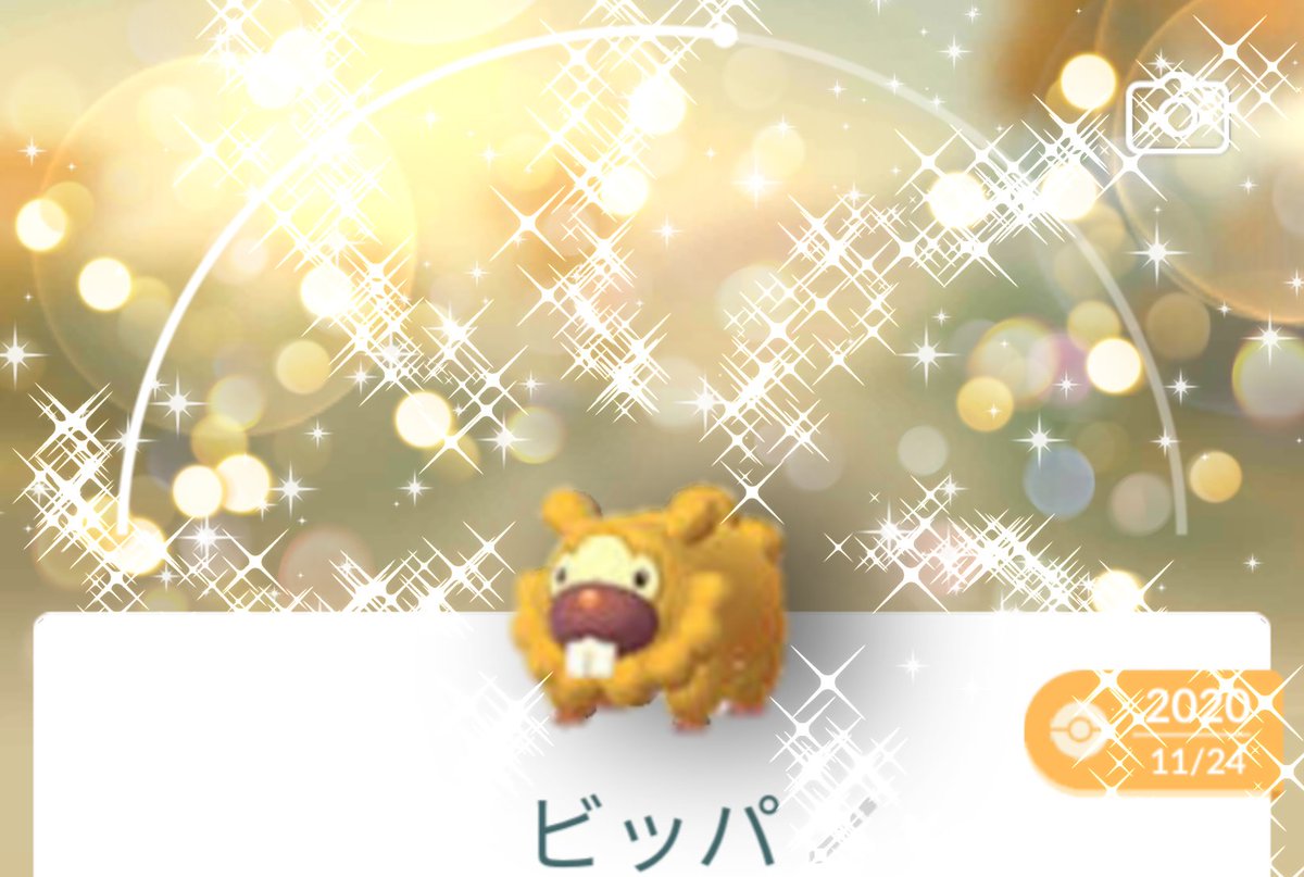 Team しめさば ポケモンgo 明日から 皆さんに色違いビッパが来ますように Team しめさば ポケモンgo 明日から 皆さんに色違いビッパが来ますように