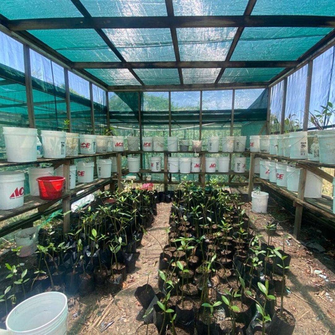 NationalTrustLC's tweet photo. We have seen much success with our Ma Kôté Mangrove Nursery, which aims to aid in the restoration of the health of this mangrove ecosystem by planting 1,500 trees. To date, we have a successful germination of the 2000 propagules available! https://t.co/ecdug7v8mE