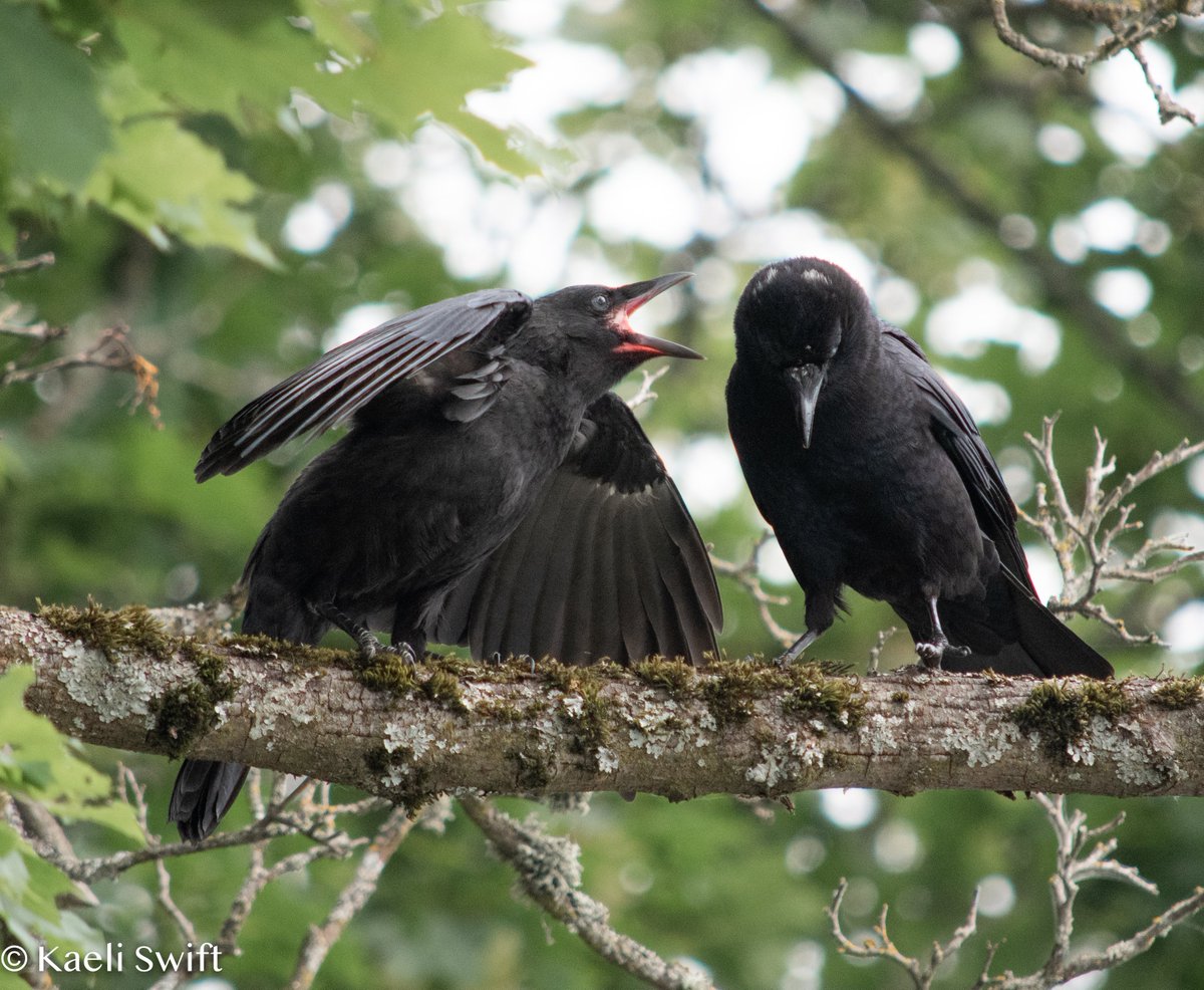 corvidresearch tweet picture