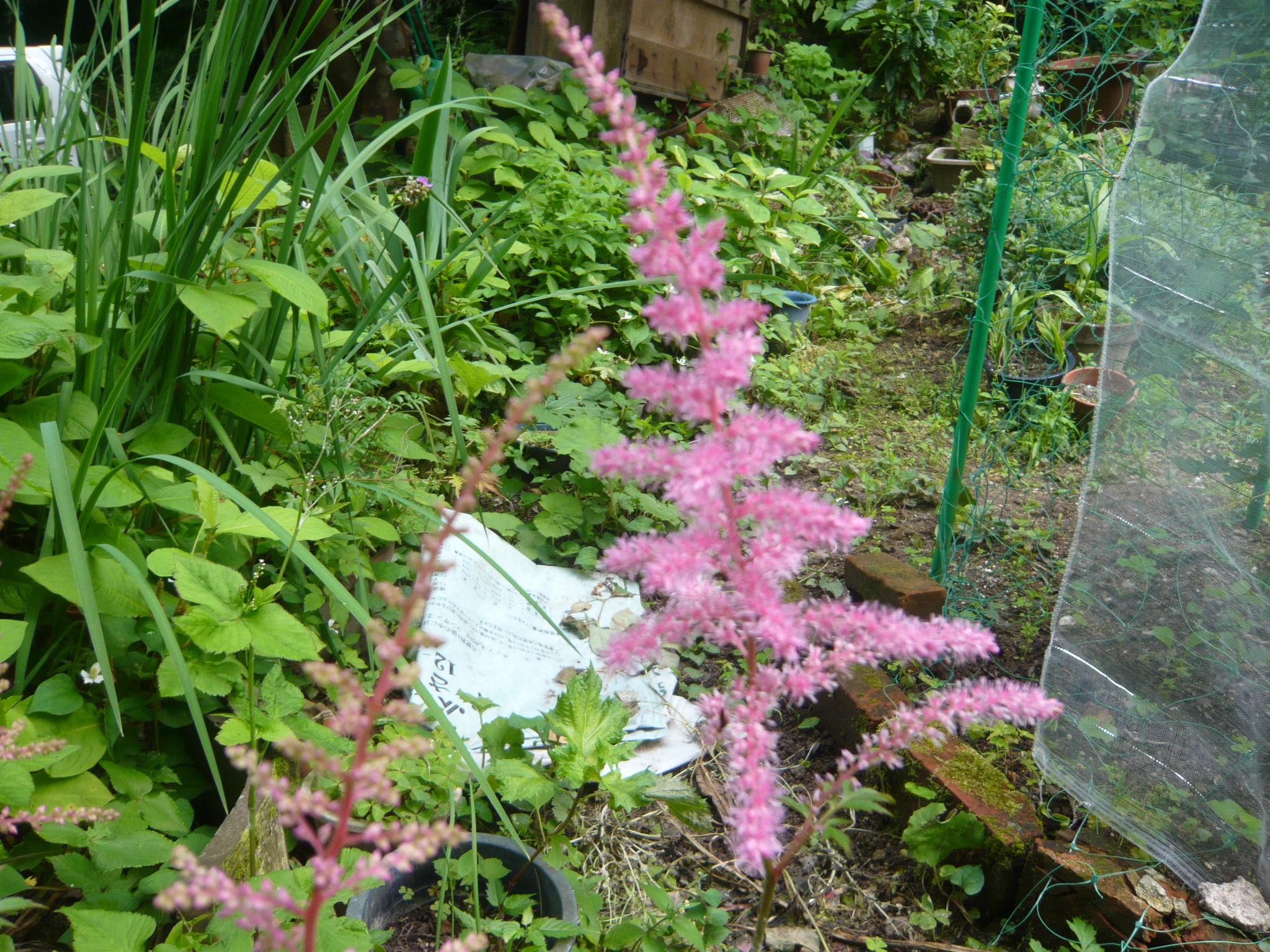 延寿寺 アワモリソウ 泡盛草 が咲いています 小さな花 が無数についていて 泡を盛ったように見えます ショウマ 升麻 アケボノショウマ 曙升麻 とも呼ばれています アスチルベ の呼び名が一般的かもしれません 恋の訪れ 自由 繊細 控えめ