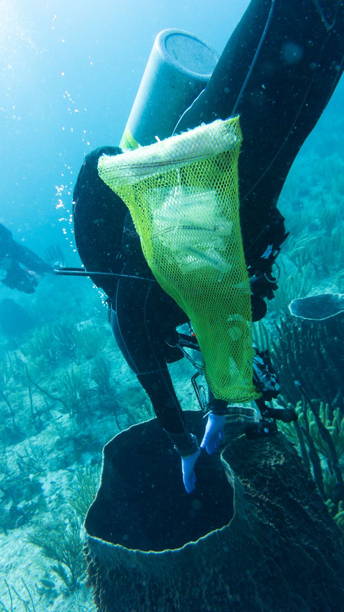 alex_veglia's tweet photo. Fun fact: Giant barrel sponges are really just portals to other dimensions. Here I am ready to sample the multiverse using a giant barrel portal in southwest, PR.

#porifera #portals #giantbarrelsponge #coralreefs #sponges https://t.co/Tq0Omh3TKY