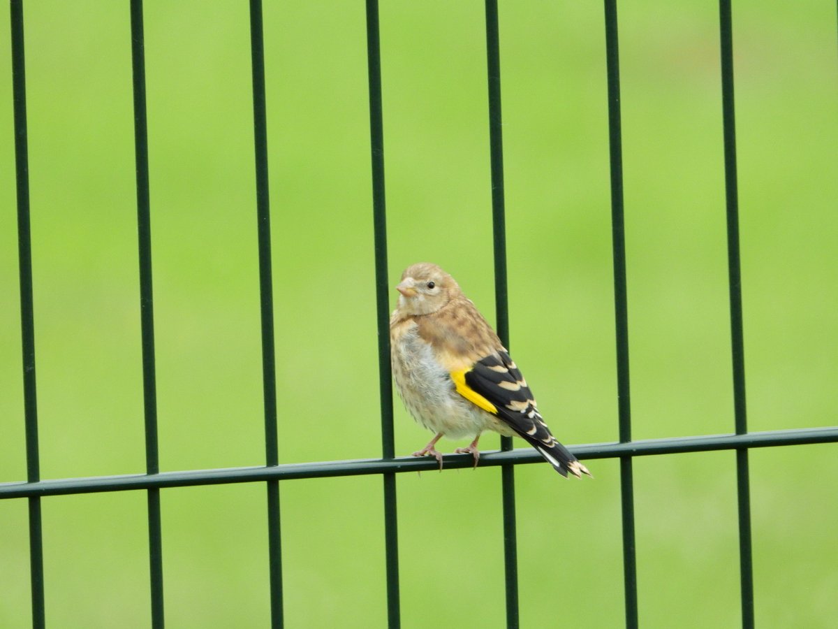 klein, klein puttertje
<a href="/waarneming/">Waarneming.nl</a>