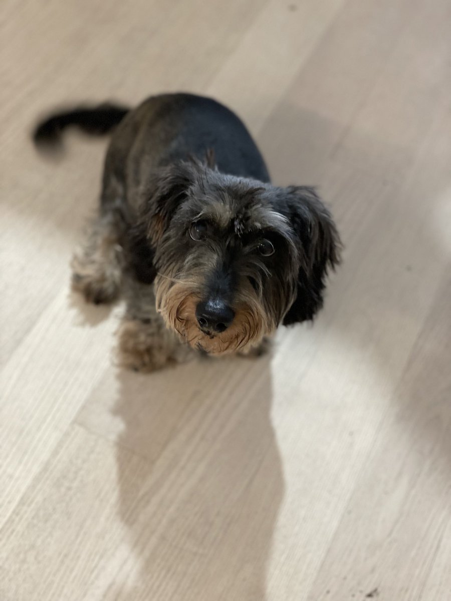 haeschen_w's tweet photo. My doggy wants more snacks. :-) https://t.co/McGBYF3EHq