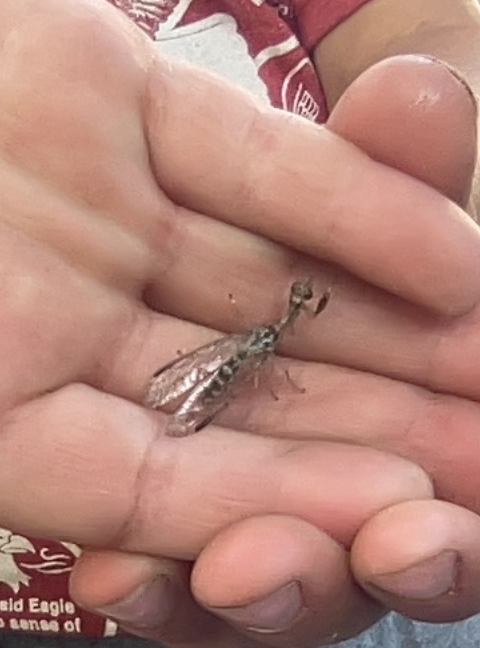 MeetMeonPlanet3's tweet image. Pretty sure my 6-year-old just found a brown mantidfly. Never seen anything like it, had to identify it with a field guide. My son is so careful with bugs! The tiniest animals can help children learn to care for others. #mantidfly #insects #loveearth #bugs #Takecareofeachother