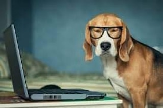 derm4animals's tweet photo. Take Your Pet To Work Week is June 21-25, 2021 🥰 All pets can participate! 🐾 Share pictures of your pet at work with you! 📱🖼️

https://t.co/Ymjh9d0HA6

#takeyourpettoworkweek #dogsrule #catsdrool #docatswork #workingdog #whoworksharder #dermatologyforanimals https://t.co/B6NfGpBuSK