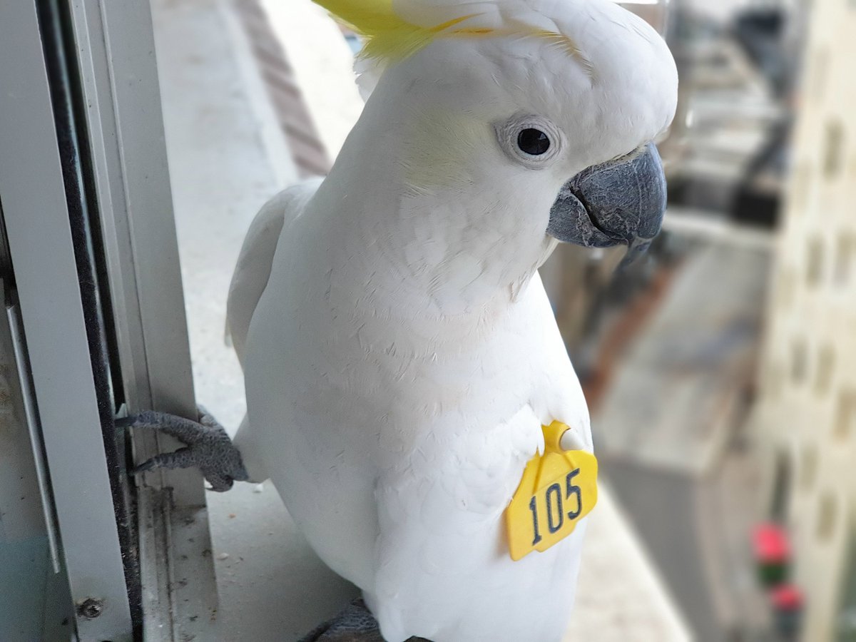 TomMasseyActor's tweet photo. Good morning #Sydney #Cockatoo Pepper (105)! #WingTagsProject #BigCityBirds #BirdingAtHome #BirdsInBackyards #BirdsOfTwitter https://t.co/ZckLpJiC3x