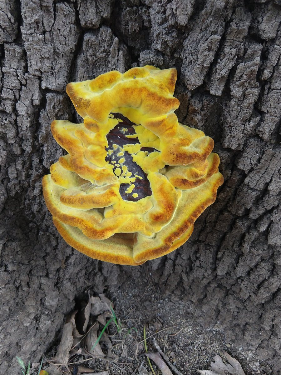 NancyDLaComarca's tweet photo. Querida @Fungi_Cosas, en el parque al que voy a correr encontré esto, ¿puedes decirme algo acerca de estos bellos ejemplares? Gracias. https://t.co/1AYYNKS5ld